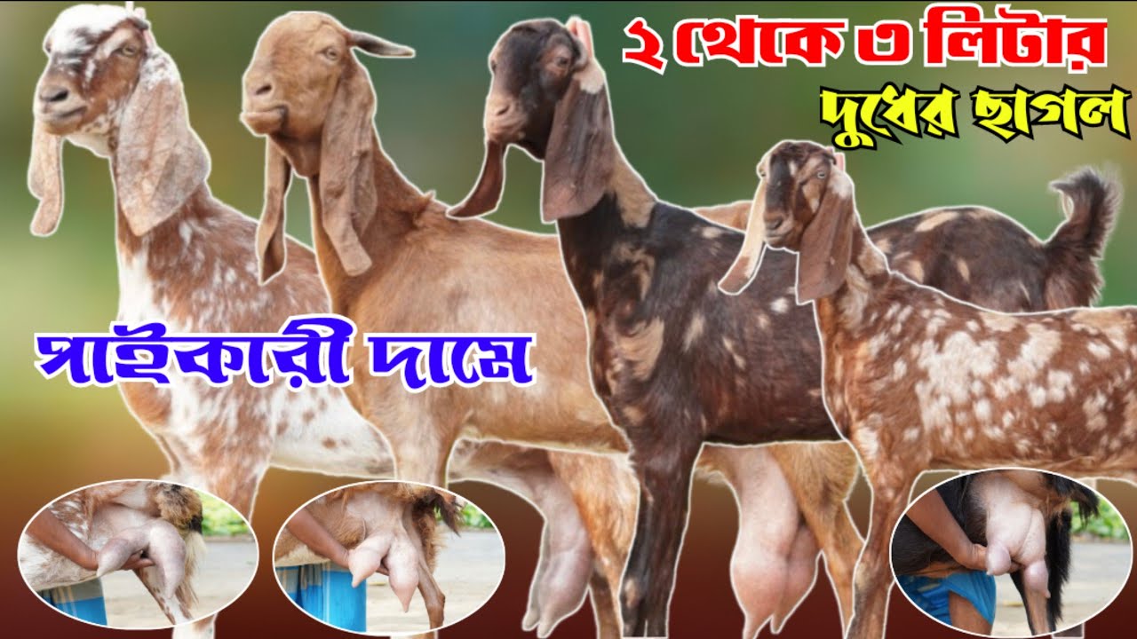 বিশাল বিশাল সাইজের খামার উপযোগি দুধের ছাগল ভরপুর গাভিন ছাগল একদম সূলভ মূল্যে দিচ্ছেন স্বাধীন ভাই |