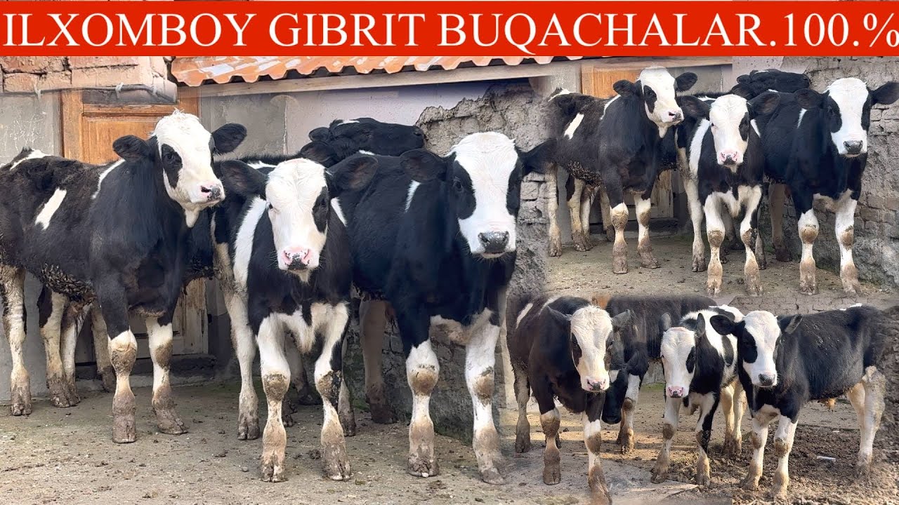 YANGI PARTIYA ZOTLI BUZOQLAR ✊ILXOMBOY FERMASIDA NARCLAR ARZON🚘DASTAFKASI B🏃