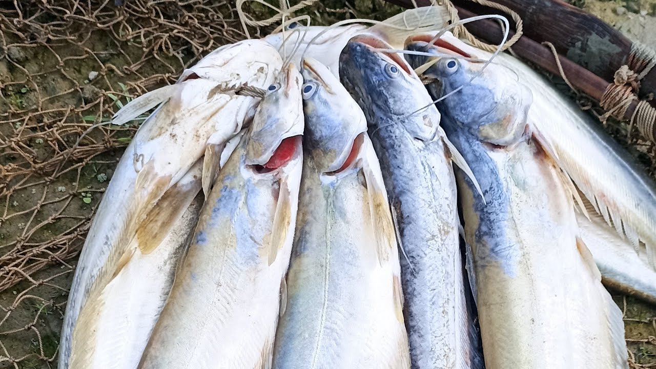 বোয়াল মাছ শিকারের চাবি জালে মহা উৎসব 