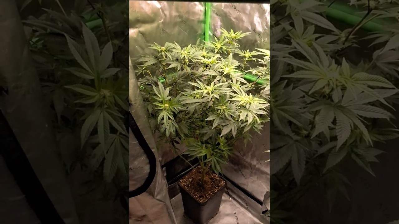 Strawberry AK by SeriousSeeds | @athenacultivation  #cannabiseducation