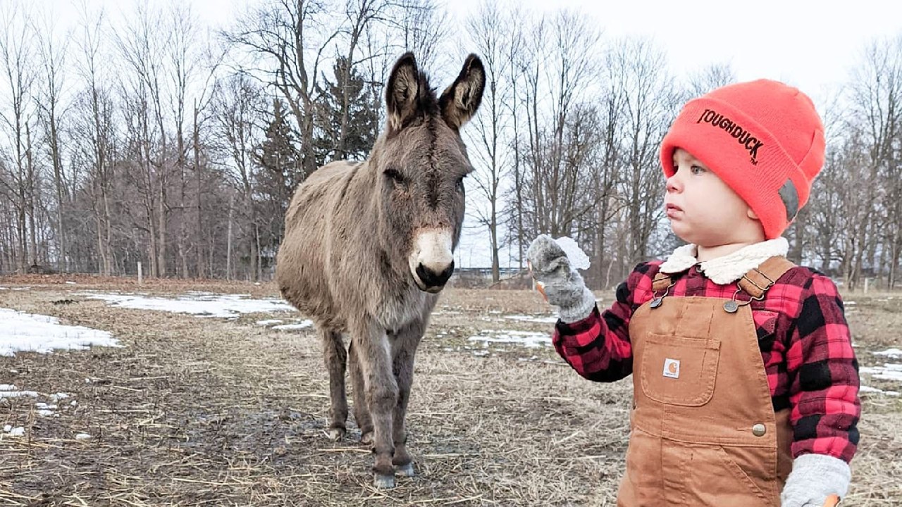 Adorable Donkey Follows His Human Brother Wherever He Goes