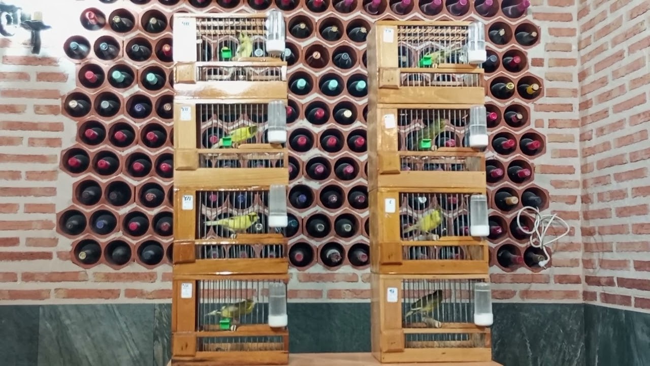Timbrado original, las voces lo son todo en un aviario