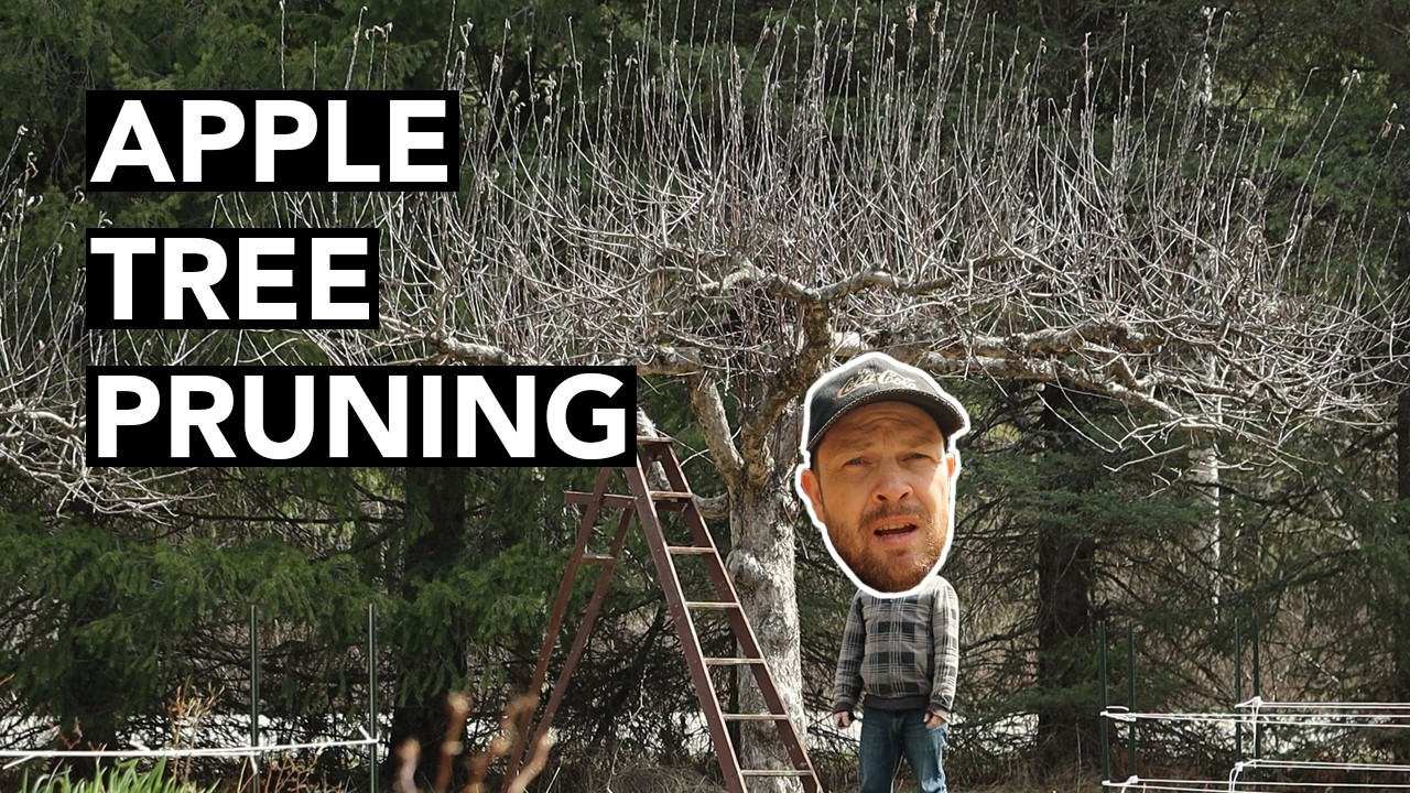 Episode 9 - Apple tree pruning