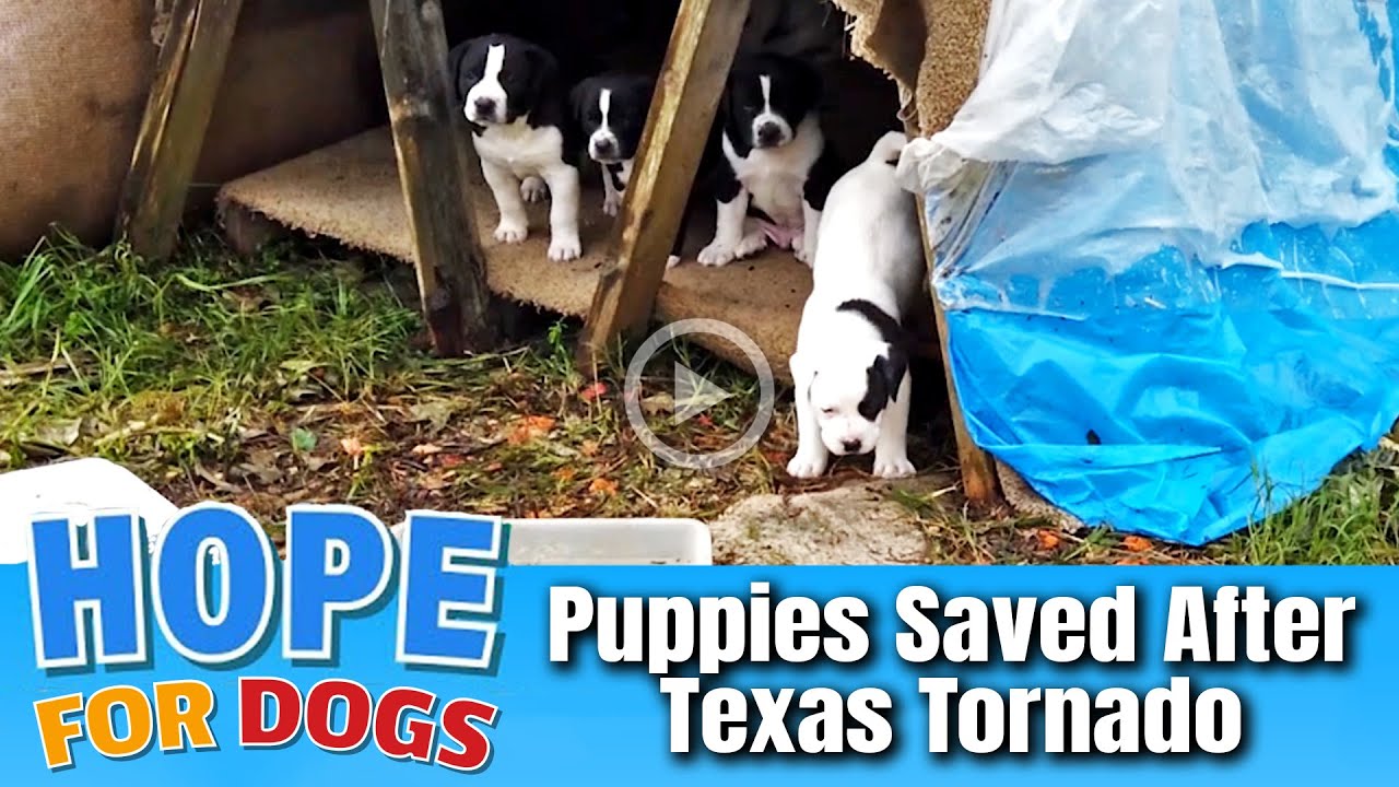 Hope Rescues Puppies From Texas Tornado - Forgotten Dogs Rescue
