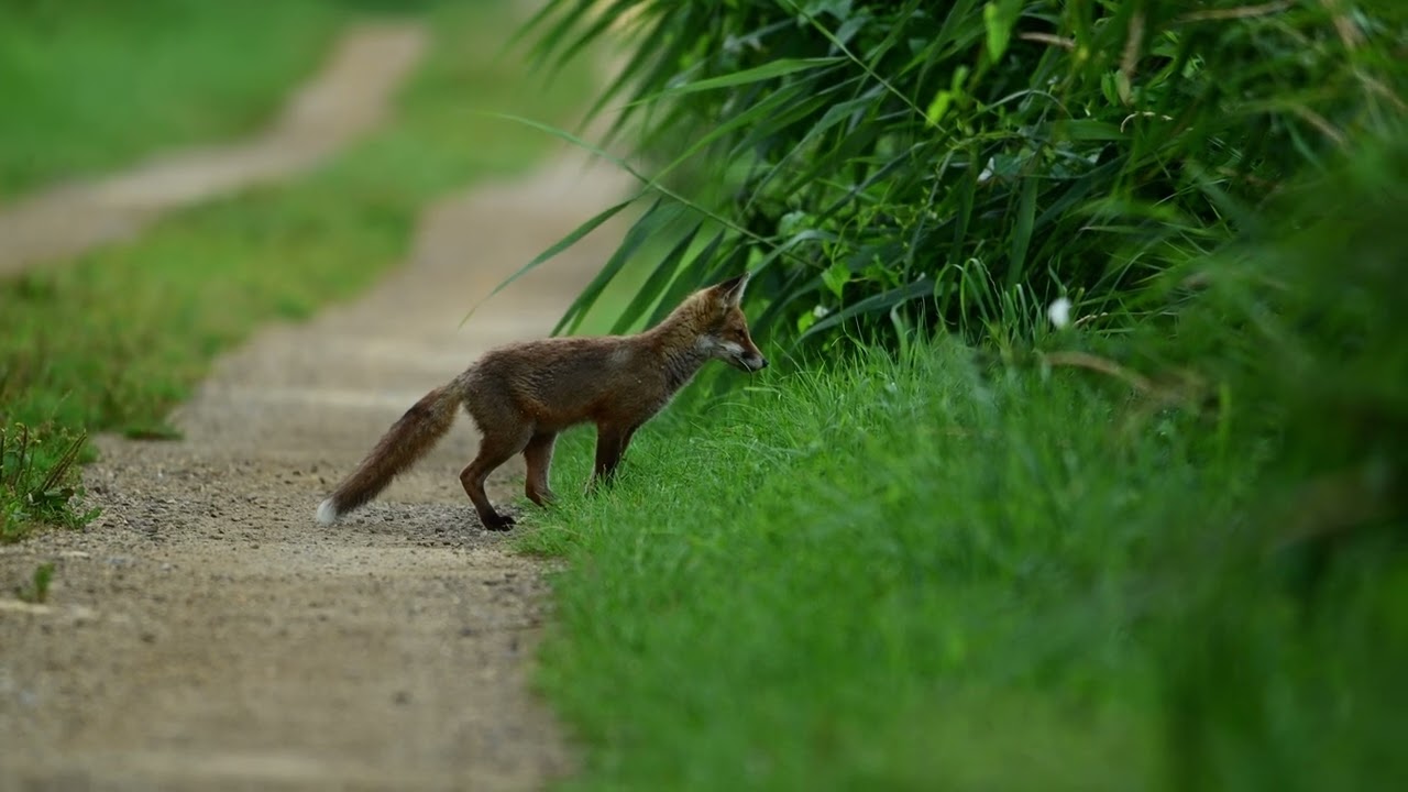Rspb  Part 2- Lakenheath Fen
