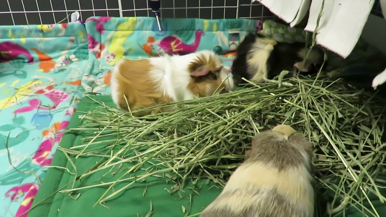 Apple's Bladder Stone Treatment (Guinea Pig)