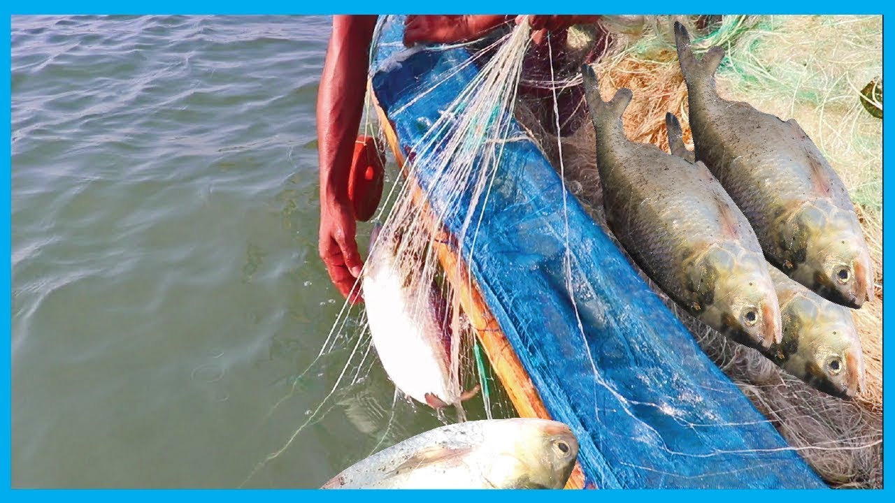 Hilsa (ilish) Fish Catching Live in Deep River (Part 6) - (Season 2) | Fish Corn