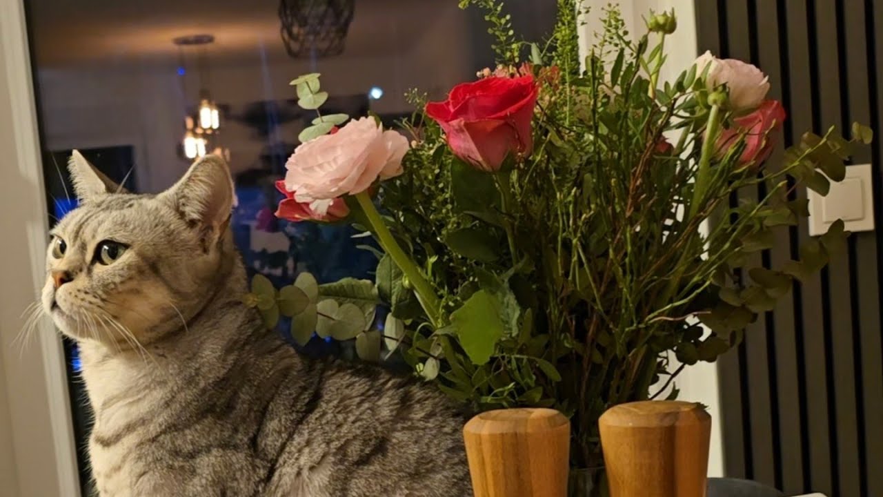 Müssen wir in die Notklinik?! Apollo hat sehr viel Plastick gefressen 