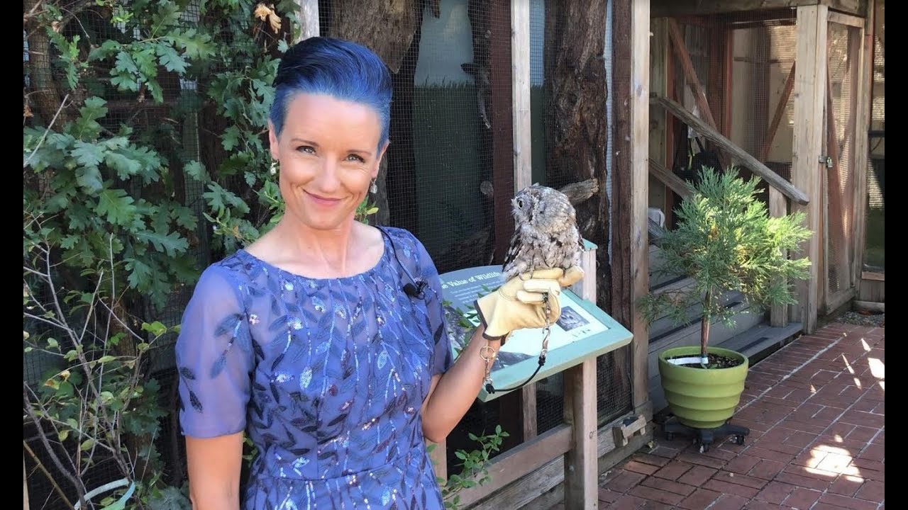 Meet Trill the Western Screech Owl