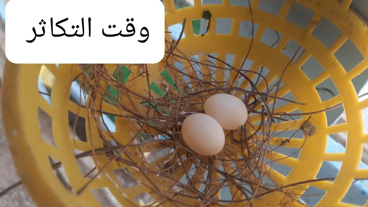 هل الأنثى تغرد مثل الفحل الحمام الملكي او لا