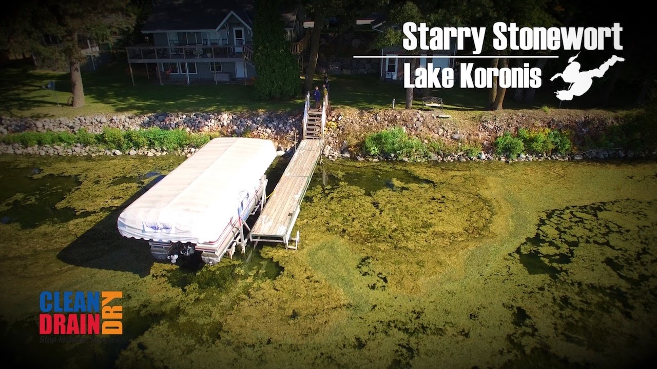 Aquatic Invasive Species - Above and Below the Waterline