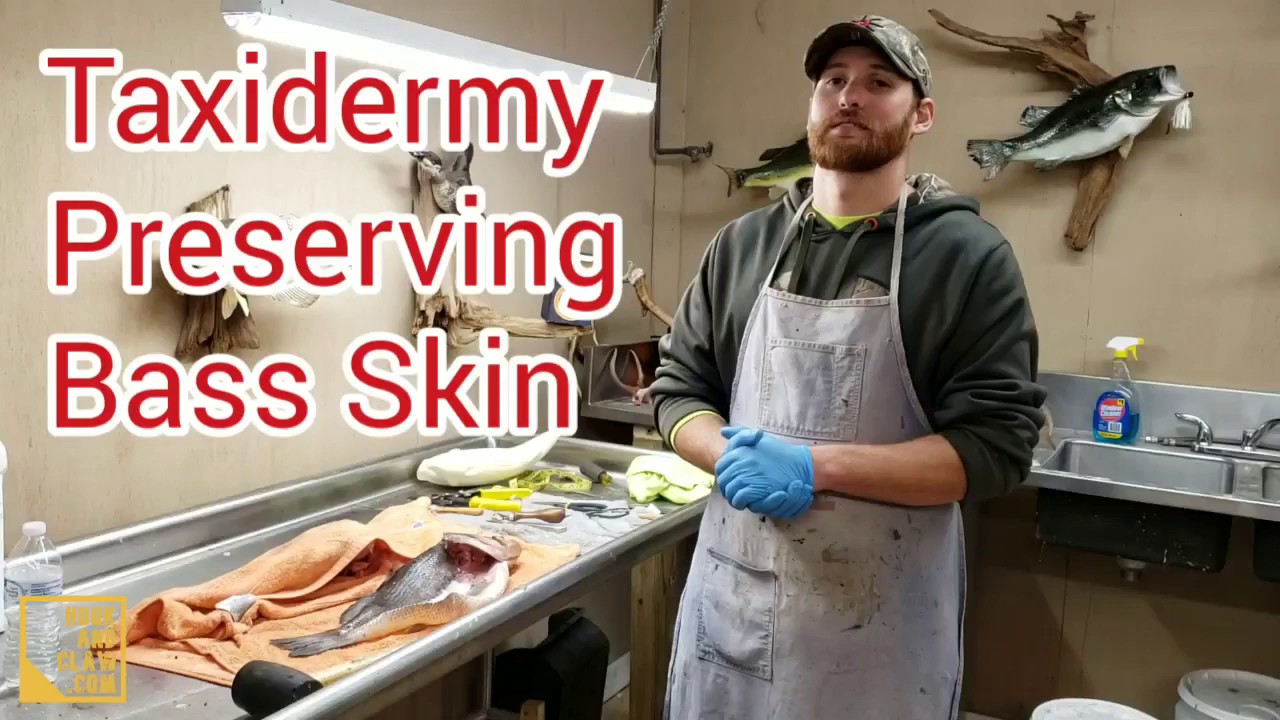 Taxidermy How to Preserve Bass Skin