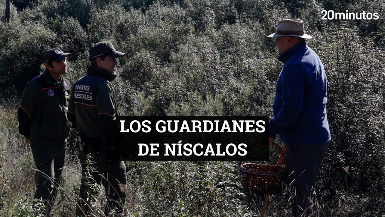 Los GUARDIANES DE NÍSCALOS protegen al campo de los MALOS HÁBITOS de quien recoge estas setas