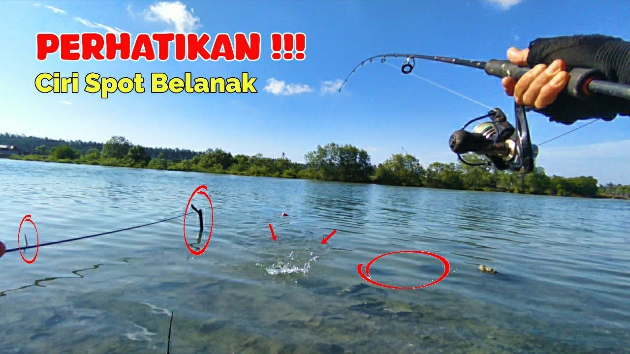 🛑 Rahasia Mancing Belanak | Umpan Tepung Terigu Murah Tapi Mematikan