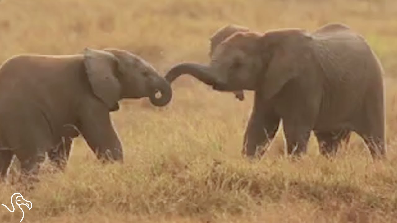 The U.S. Just Banned The Sale Of Elephant Ivory