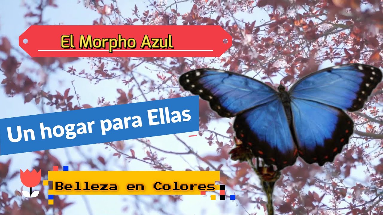 Santuario de Mariposas🦋, La Casa del Morpho Azul, Alajuela, Costa Rica🐛