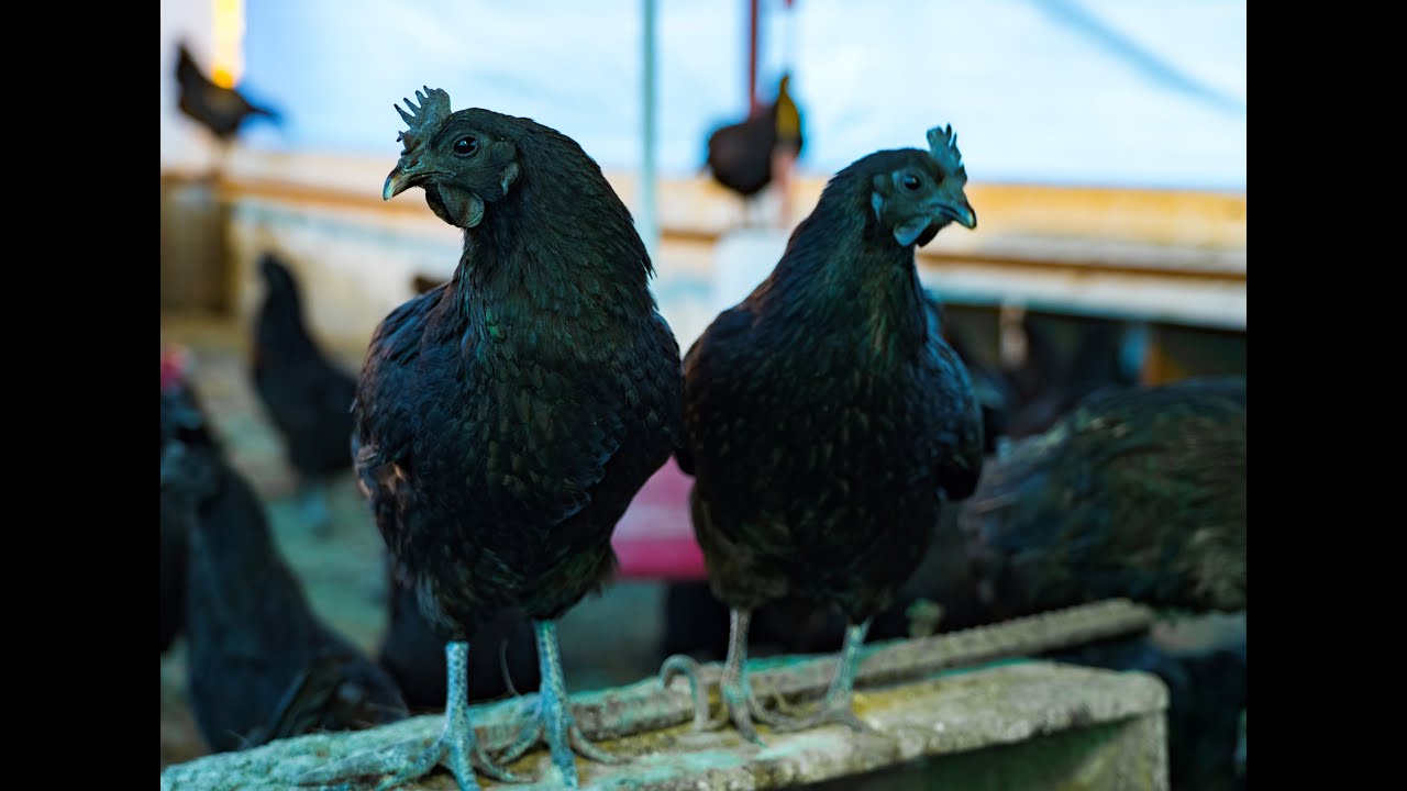 Kadaknath Murga Farm in New Delhi | Kadaknath Eggs | Call at 9811717118