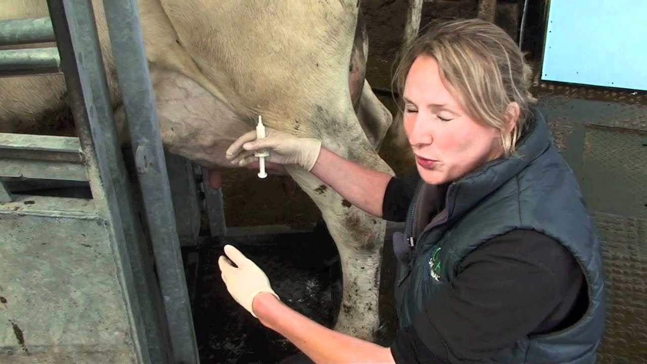 Dry cow therapy