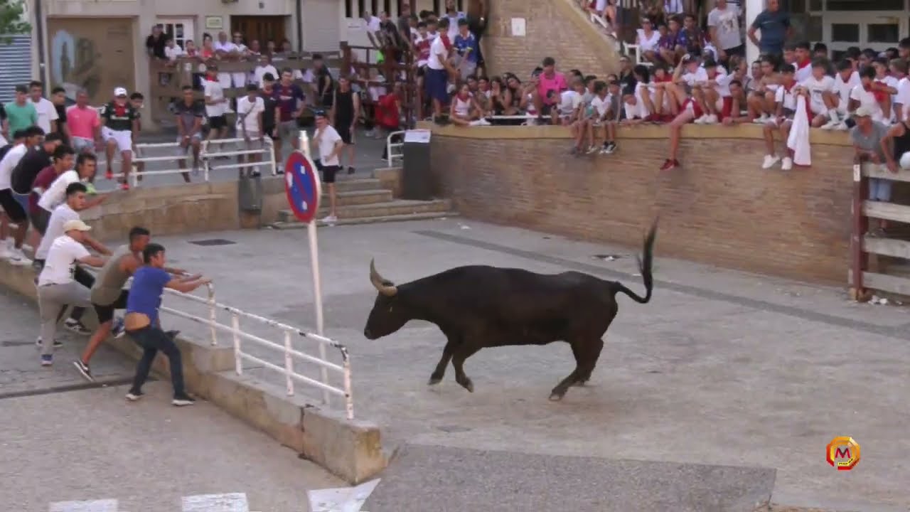 Tv San Adrián - 28/07/2022 - Fiestas - Resumen del encierro Gan. Vicente Domínguez.