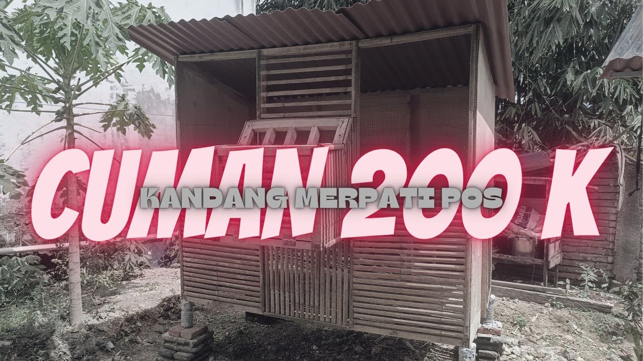 cara membuat kandang burung merpati pos biaya hemat cuman 200 ribuan saja