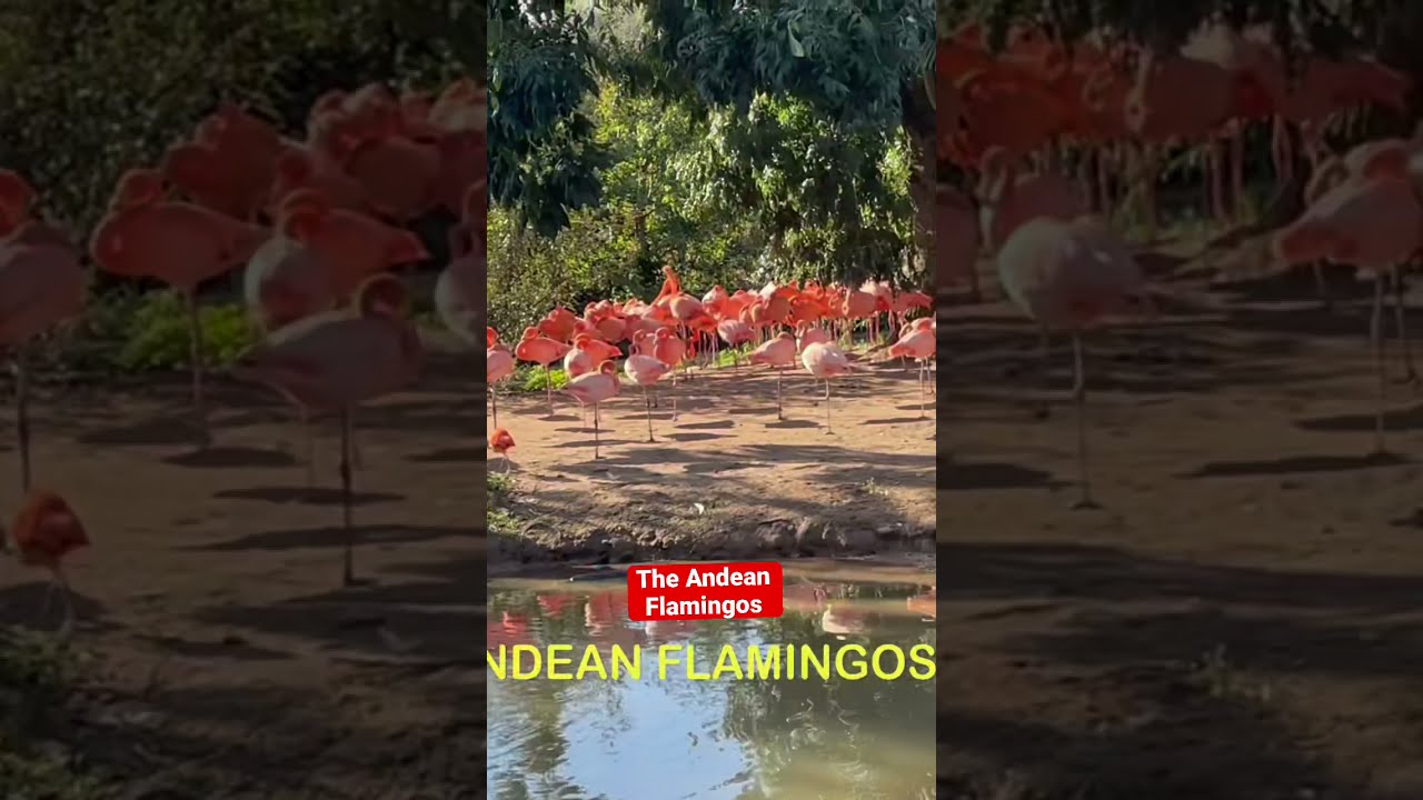 The Andean Flamingos at Chester Zoo. #AndeanFlamigos #flamingo #ChesterZoo #ChesterZooFlamingos