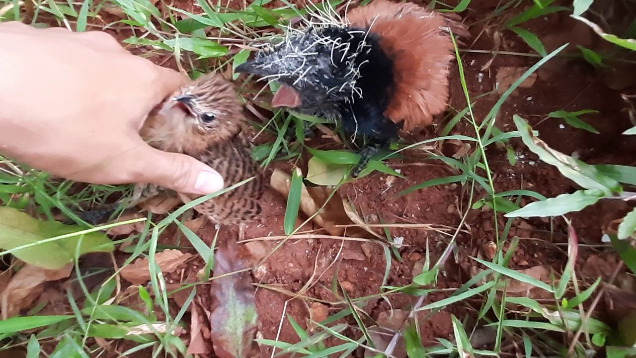 Mengenal sebagian kecil jenis burung bubut yg di Indonesia #educapets1