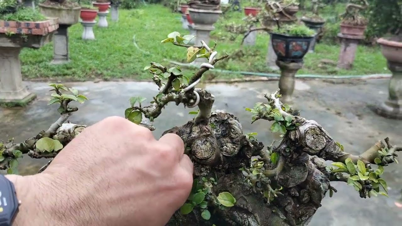 Tác dụng của MKP, NPK 7-5-44, HPC và Paclobutrazol trong việc làm hoa vải.
