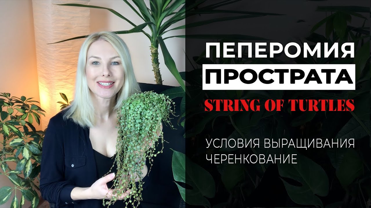Пеперомия Прострата – String of turtles