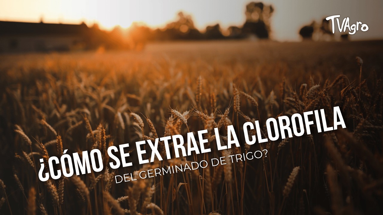 ¿Cómo se extrae la clorofila del germinado de trigo? - TvAgro por Juan Gonzalo Angel