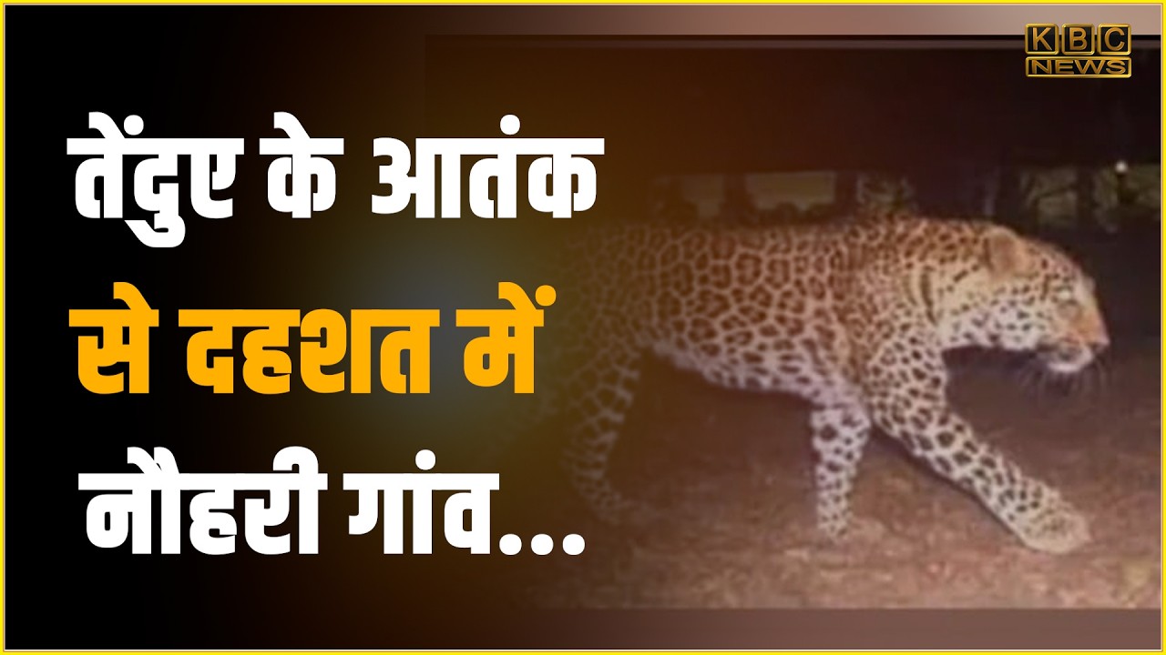 A leopard is roaming in this Panchayat of Katihar district, the leopard attacked a woman....|| KBC News