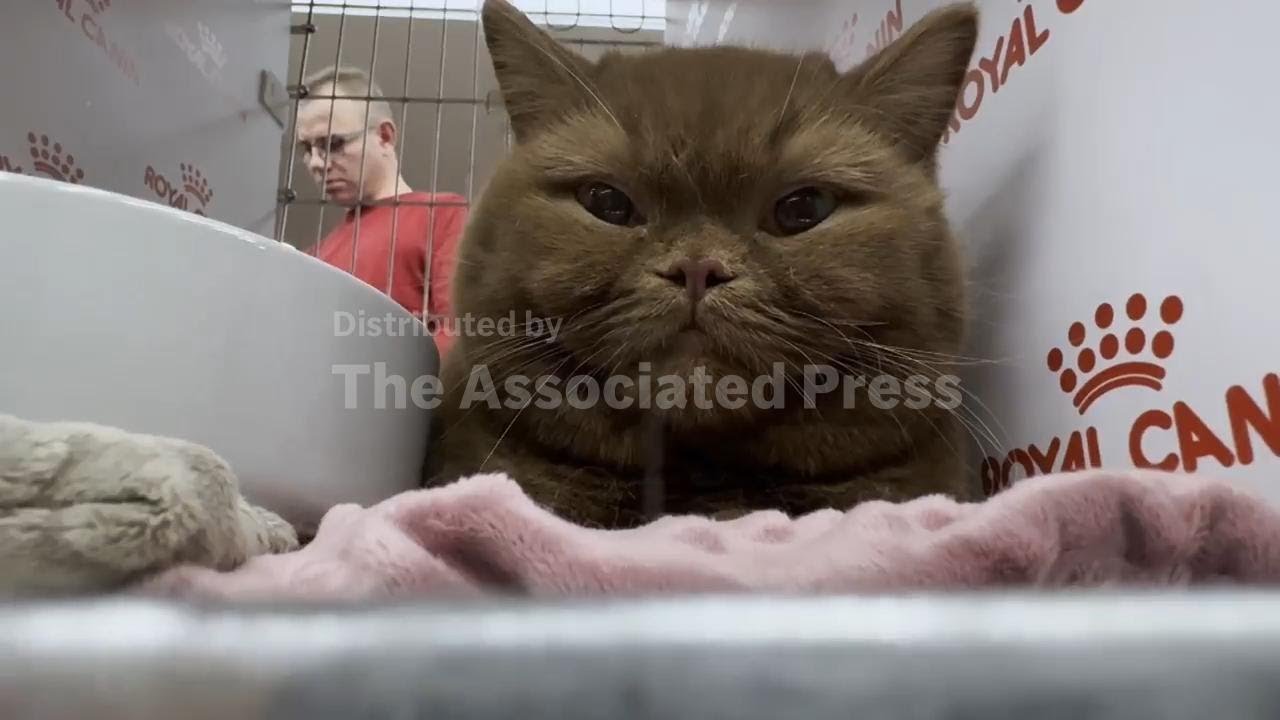 Romania hosts SofistiCat feline expo with more than 200 cats competing for the big prize