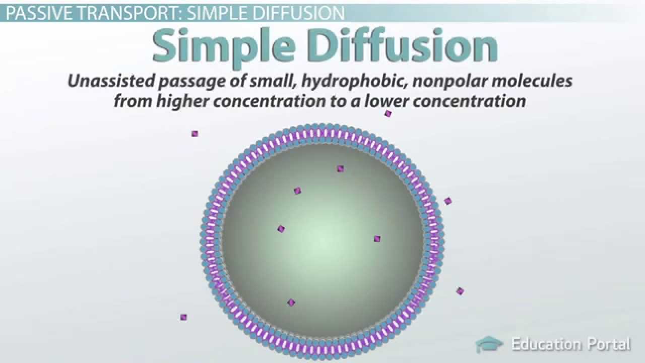 Passive Transport in Cells: Simple and Facilitated Diffusion and Osmosis