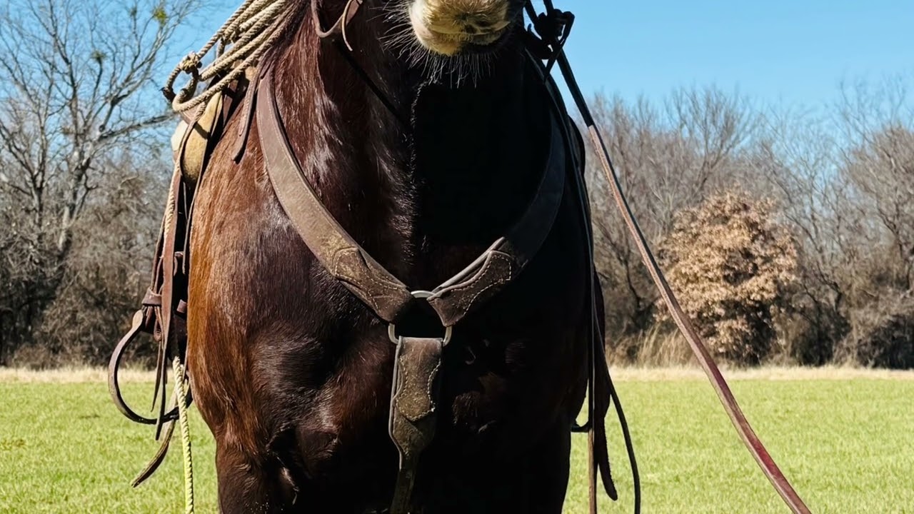 Biggie Smalls Ranch Horse