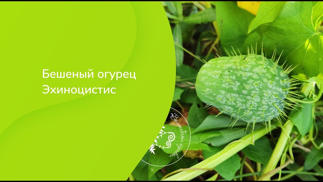 Бешеный огурец  Эхиноцистис