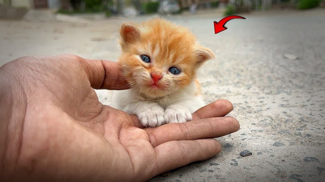 A Small Kitten Waited Alone In The Road While Its Strong Mother Looked For Help