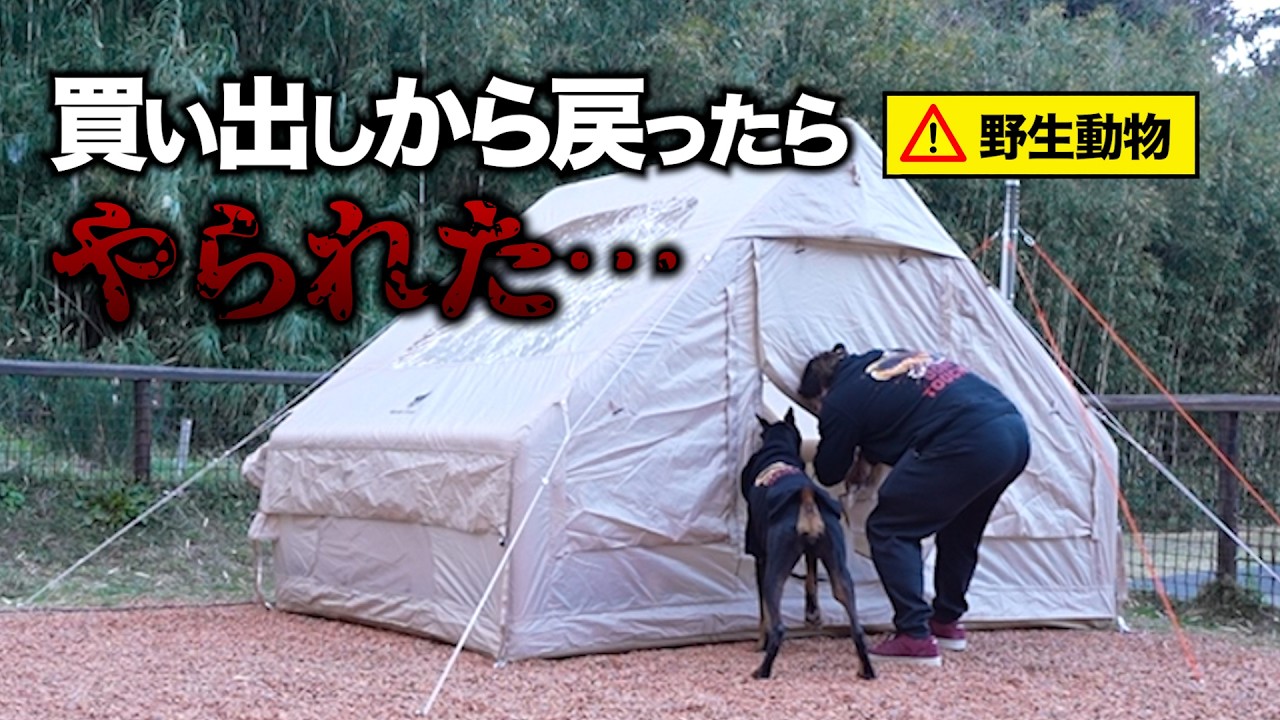 【ベル被害に遭う】野生動物にテントを荒らされる悲惨なキャンプ