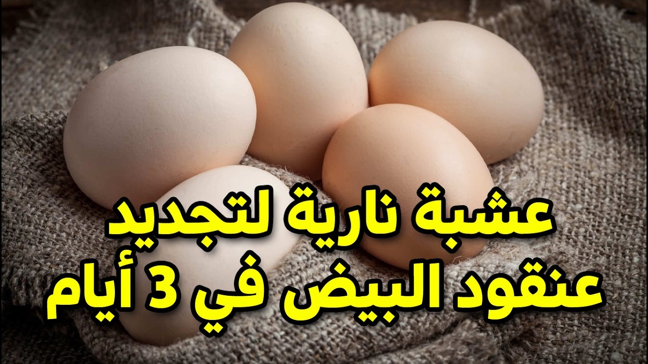 عشبة لتجديد العنقود فوراً هتخلي البيض يتحجج طول السنة ومن غير تكاليف