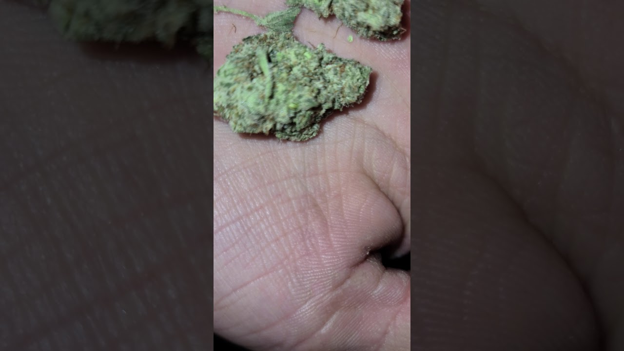 710 labs stardawg pie #9 X KING LOUIS OG