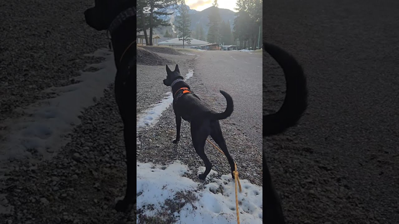 Morning Walk in a Mountain Town | 10 minute walk #dogwalk #asmrdog #doglife