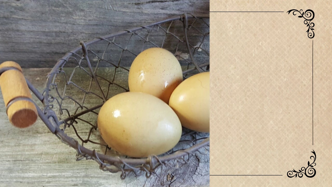 Olive Egger Chicken: Breed Spotlight