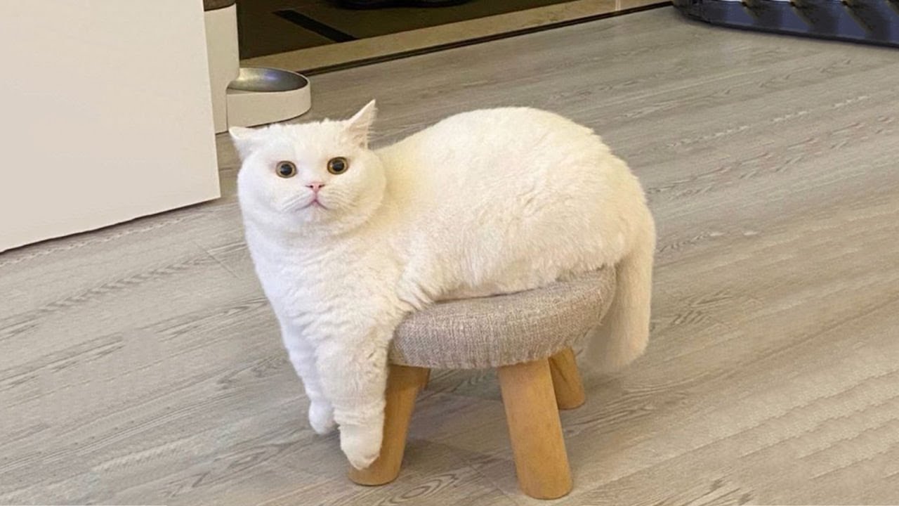 Самые смешные видео с кошками 2025 года 😹 Постарайтесь не смеяться 😂 Часть 30