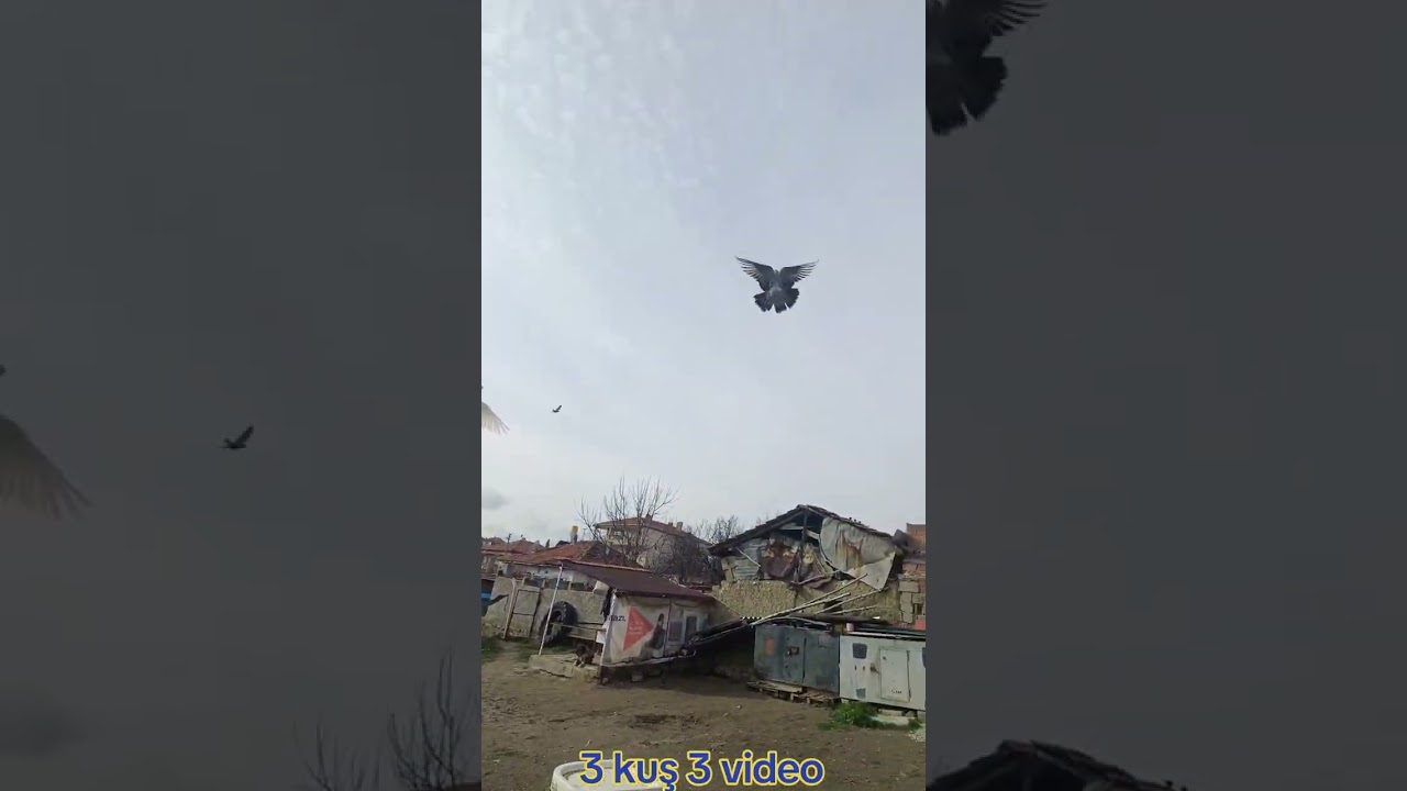 3 ayrı kuşun çekimi tek video