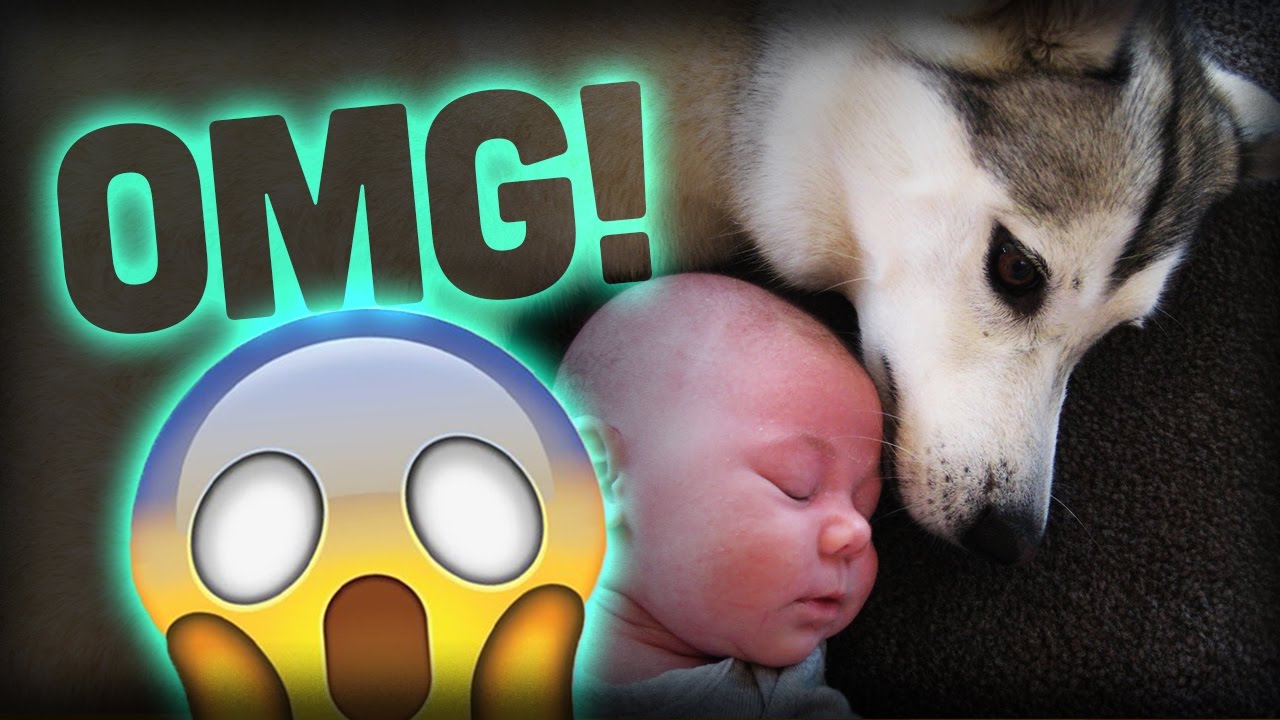 TRY NOT TO LAUGH or GRIN - Funny Kids Dog Fails Compilation by FAILminute ✔