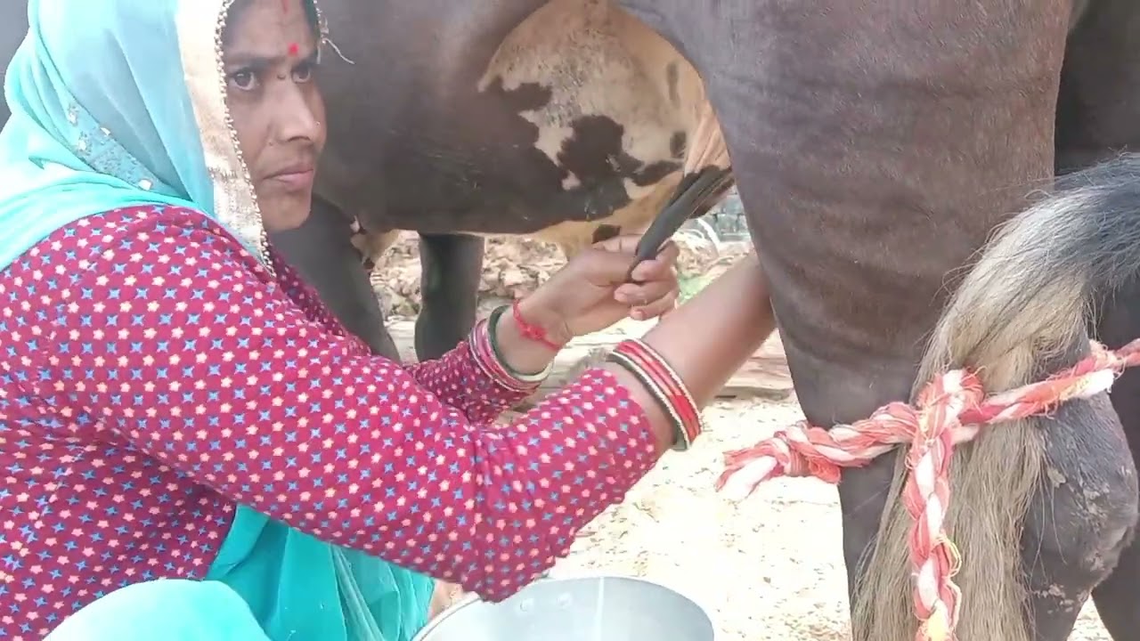 Cow Milking & Cows Farming (Official Video) Viral Video Dairy Farming