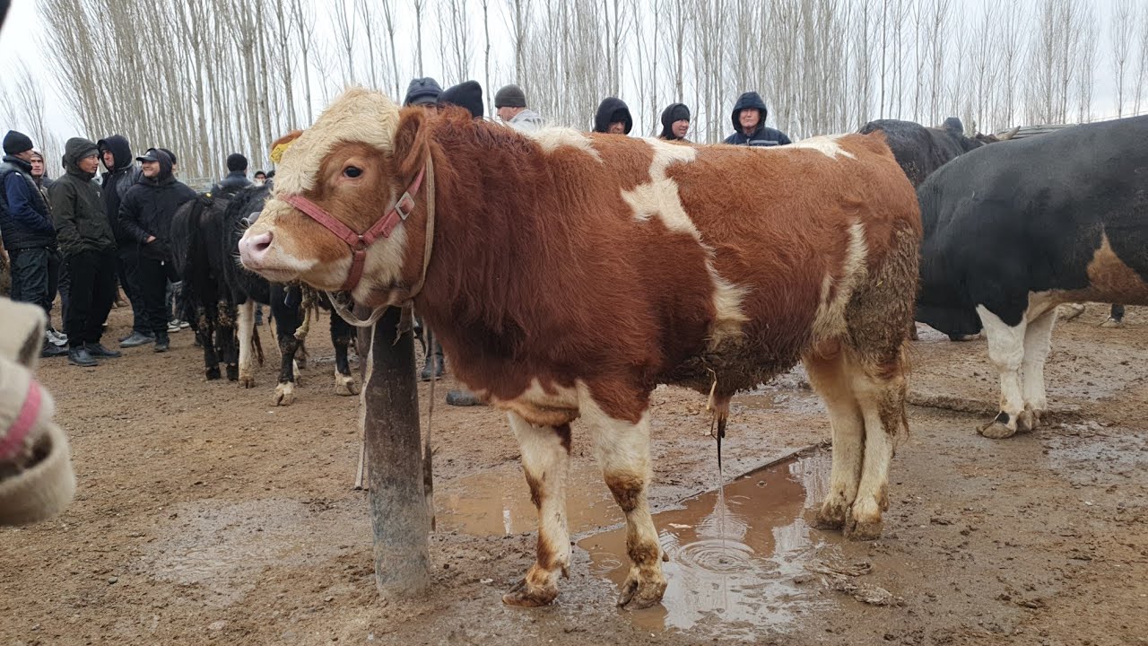 AVVAL chorva bozori BUQALARI Korib Mazza qiling 21 fevral 2026 yil 