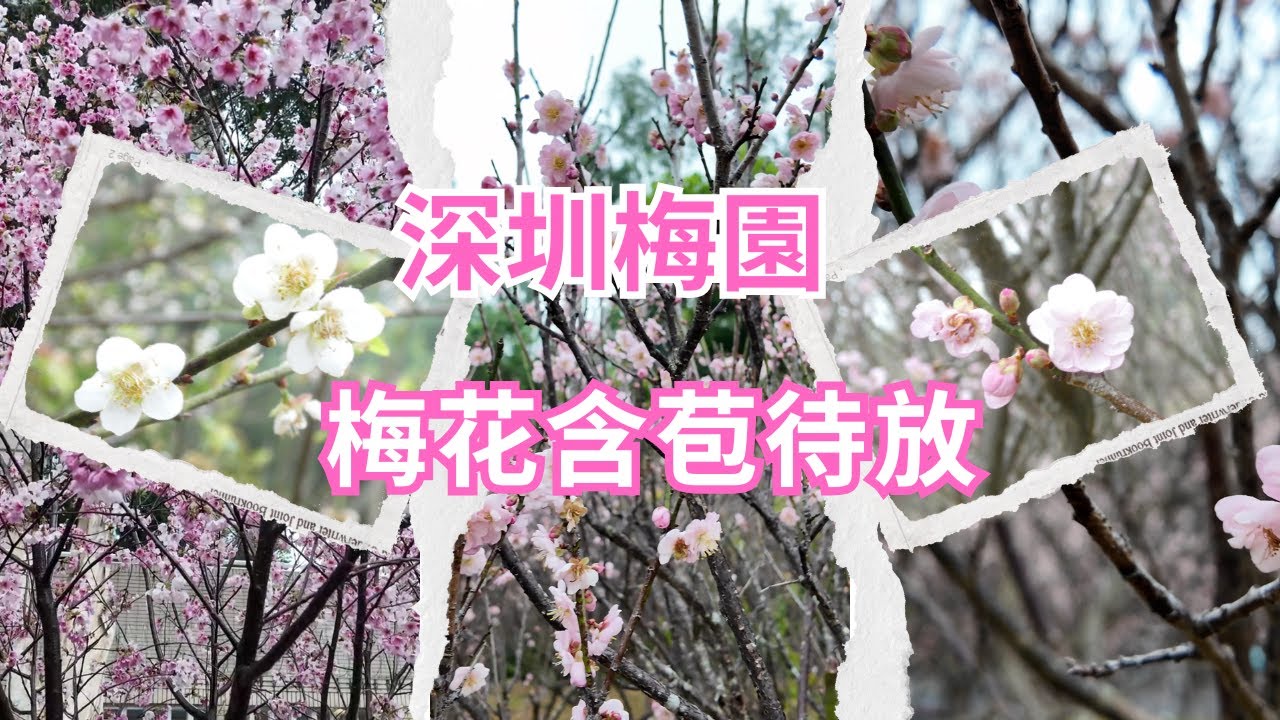 【深圳香蜜公園梅園】深圳梅園 梅花含苞待放｜白梅綠萼梅花團錦簇｜福田賞花秘境｜2026冬末深圳最美梅花｜深圳賞梅景點推薦