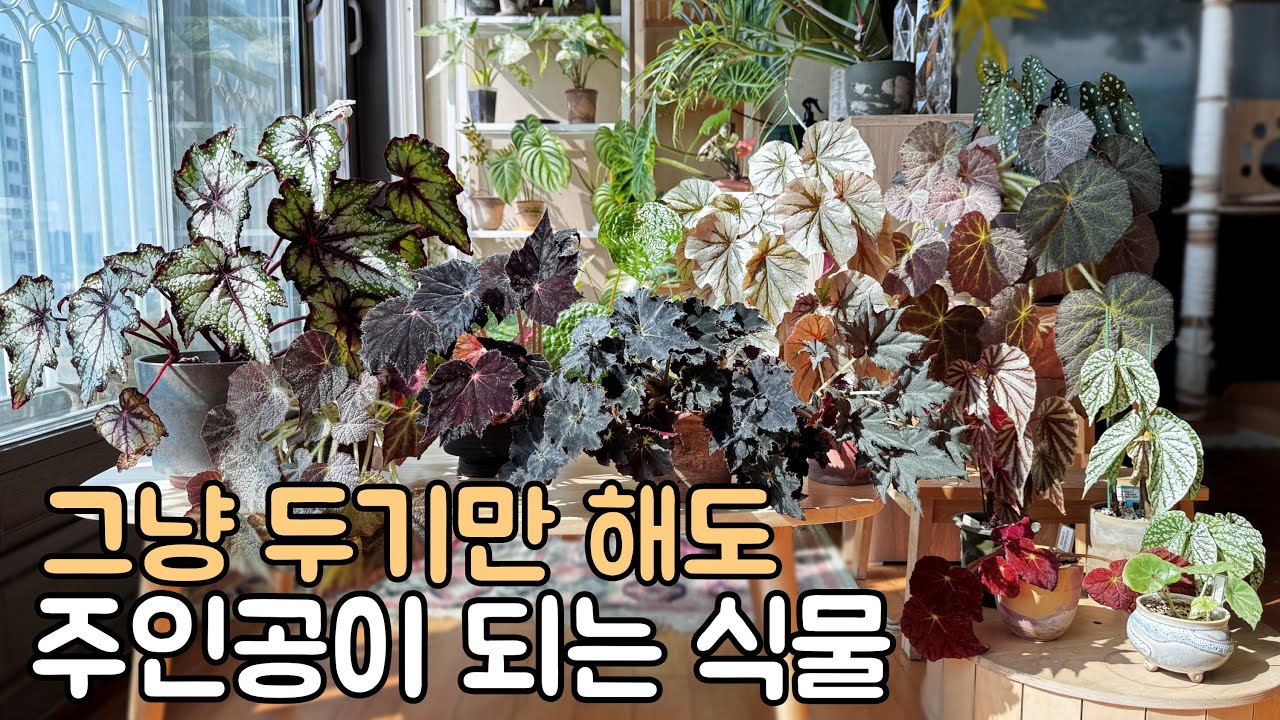 베고니아 키우기 식물을 알면 어렵지 않아요! 근경베고니아 잎 마름 없이 예쁘게 키우는 법 ㅣ 곰팡이병 예방하는 팁