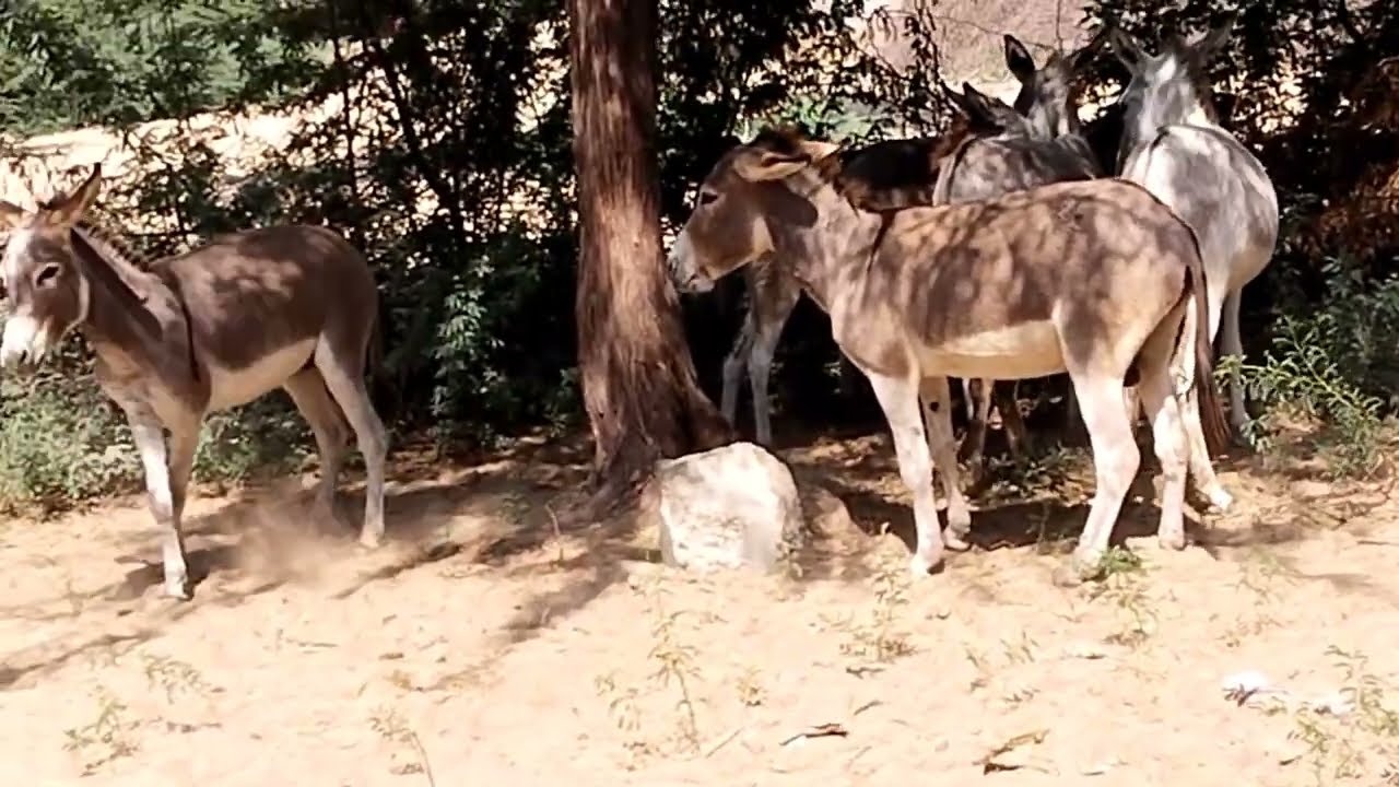 Donkey Herd Is In My House