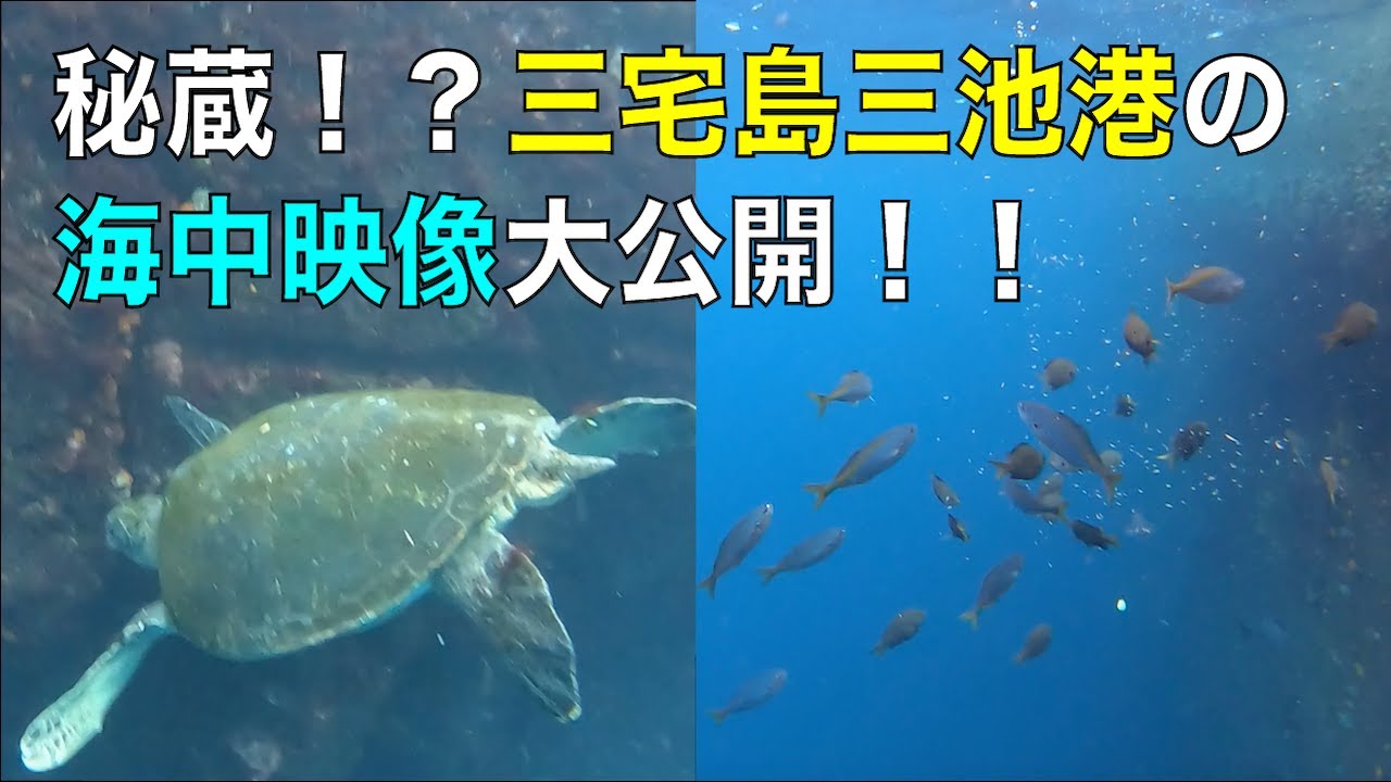 秘蔵！？三宅島三池港の海中映像大公開！！