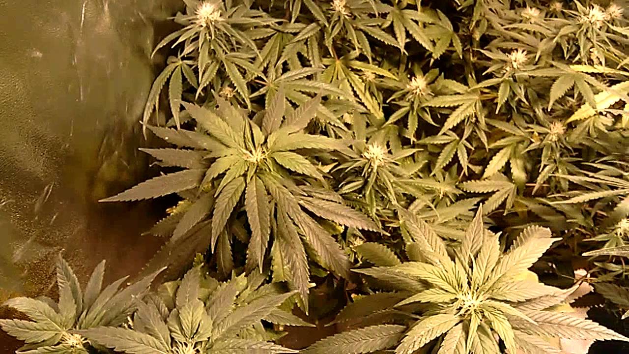 Durango OG kush & OG kush